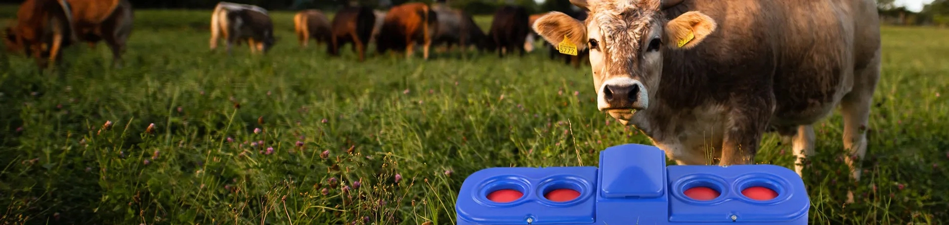 Matériel d'élevage