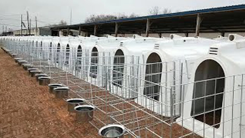 Hollui Calf Hutch au Japon, stylo à veau de maison de bétail fabriqué à partir de qualité alimentaire