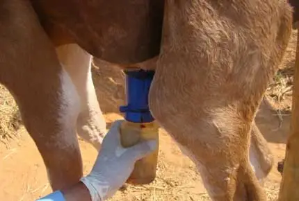 Tasse à thé, tasse à trempette sans retour, tasse à trempette moussante