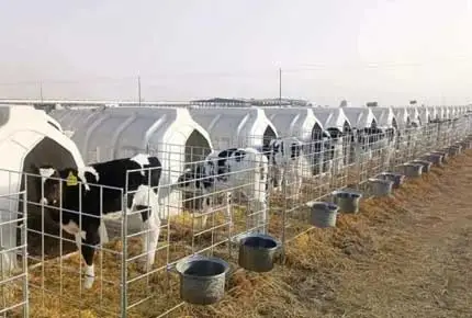 Pourquoi utiliser un hutch de veaux pendant la ruée vers le vêlage d'hiver? Quels sont les avantages de Calf Hutch!