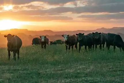 Fournisseur d'équipement de ferme laitière Plusieurs races de vaches laitières de haute qualité Terrui