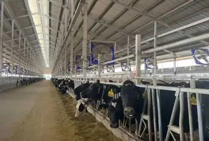 Dangers et solutions du gaz ammoniac dans les vachettes: une reproduction intelligente pour améliorer la qualité et l'efficacité de la gestion du bétail