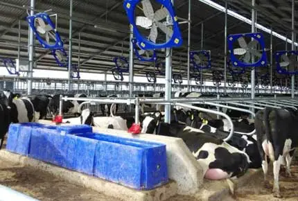 Est-il préférable pour les bovins de boire de l'eau chaude ou froide en hiver?