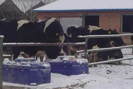 Qu'est-ce que le stress froid fait aux vaches? Que faut-il faire pour l'éviter?