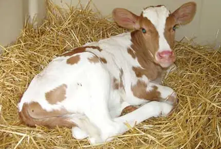 Jetez de la paille dans le stylo