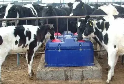 Trois conseils nutritionnels pour changer le jeu cette saison de vêlage