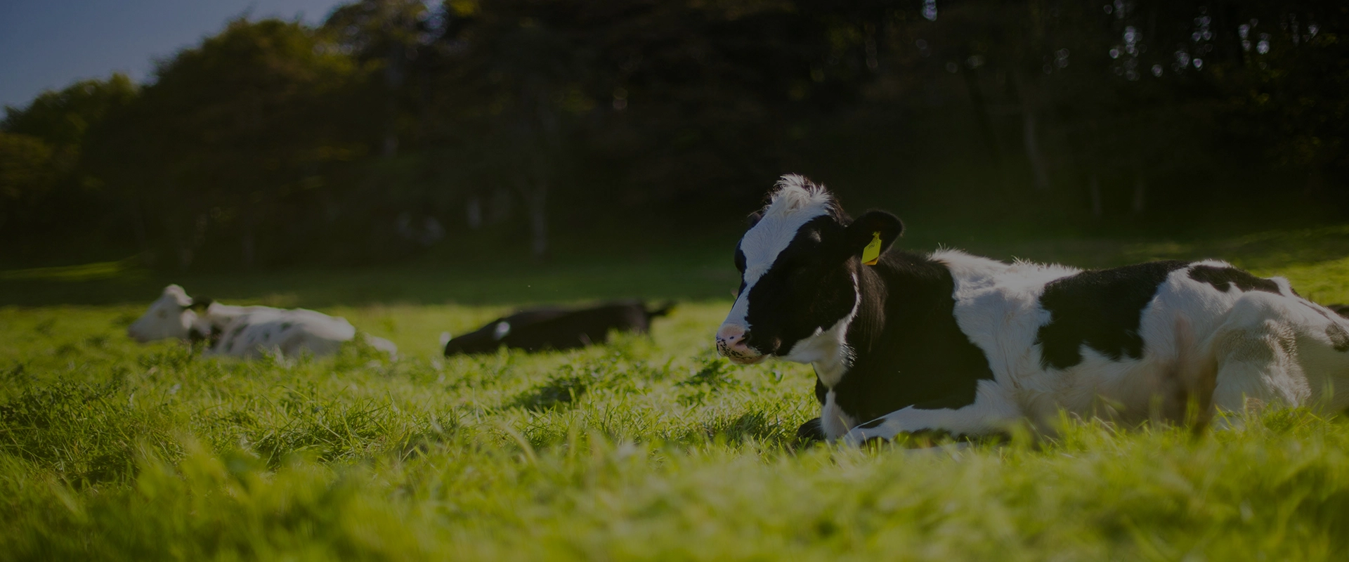 Ventilateur de ventilation et de refroidissement de la volaille FAQ