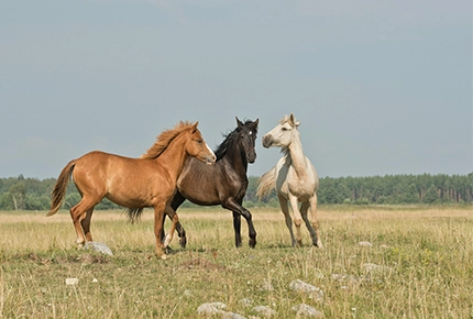 Équipement nécessaire pour le ranch de chevaux