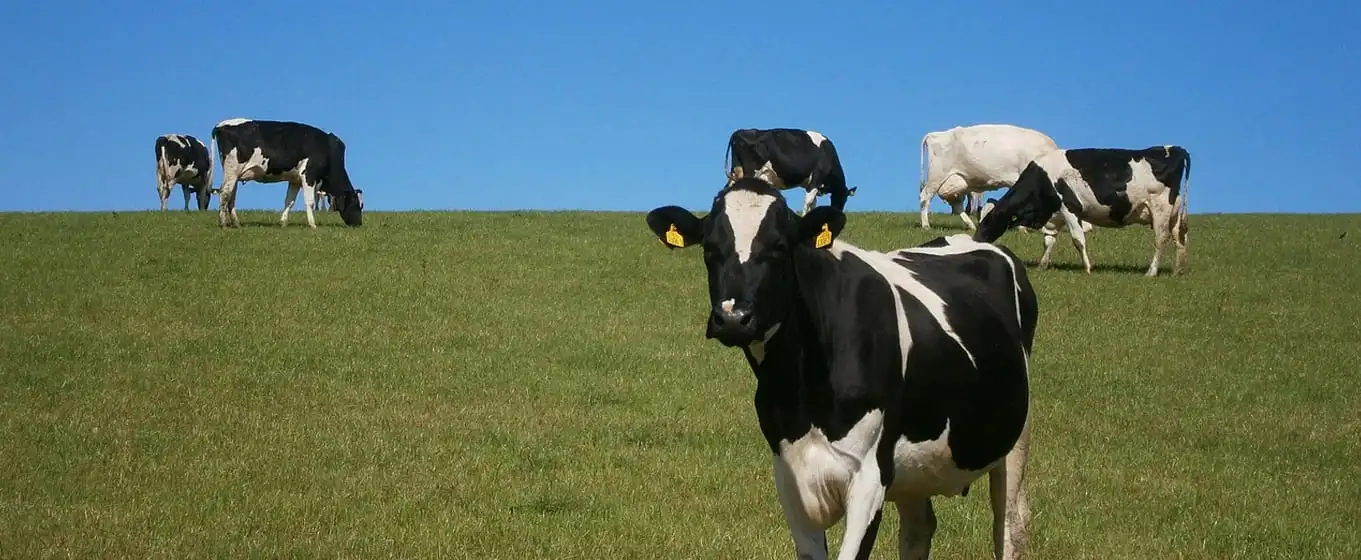 Cas d'équipement d'élevage