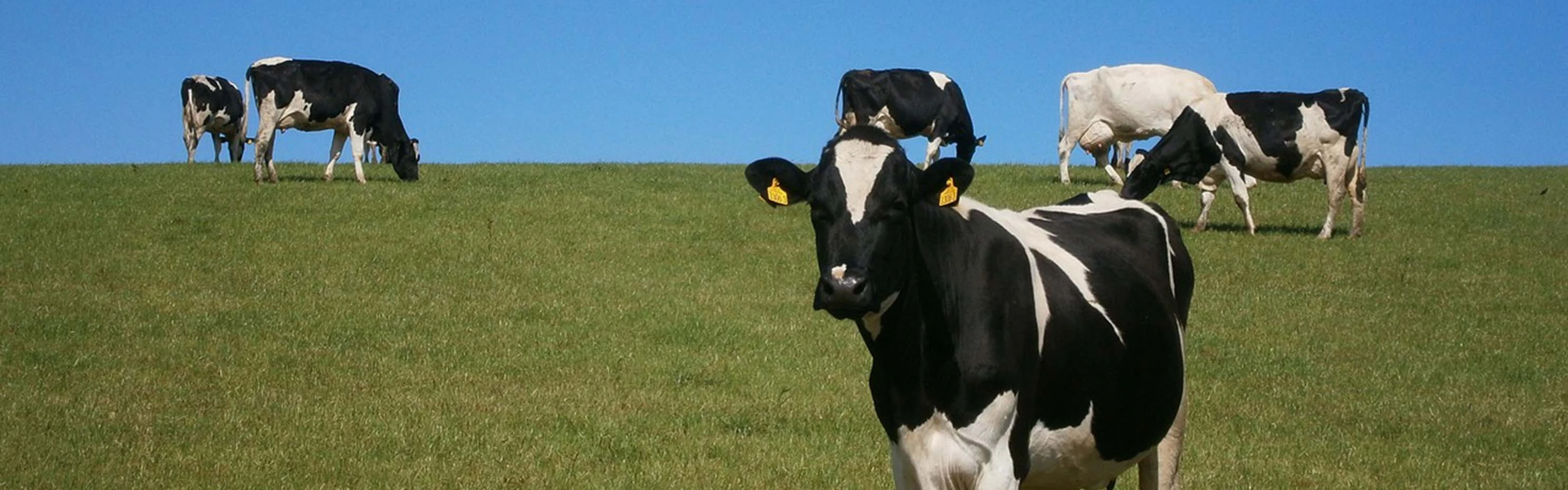 Pourquoi choisir Terrui comme votre fabricant de ventilateur de volaille?