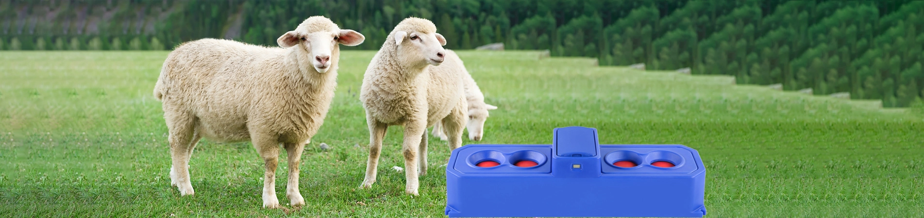 Buveur de moutons et de chèvres