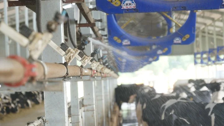 Système de refroidissement de vache laitière