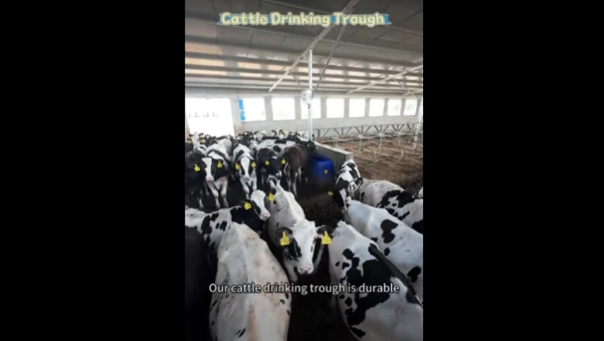 Abreuvoir pour bétail