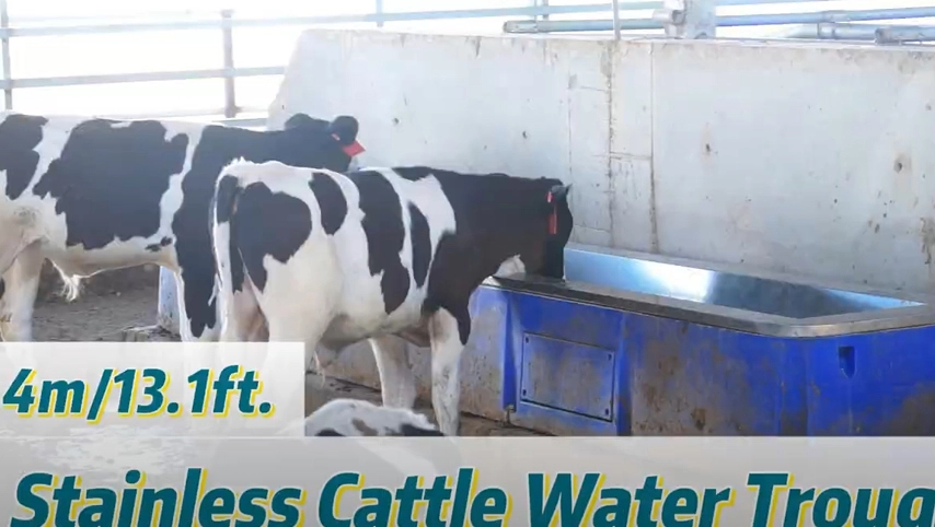 Terrui-4m en acier inoxydable pour bovins