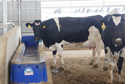 Comment nourrir correctement les bovins en été: conseils essentiels pour les éleveurs de bétail