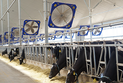 Les neuf principaux principes de sélection du ventilateur des fermes laitières