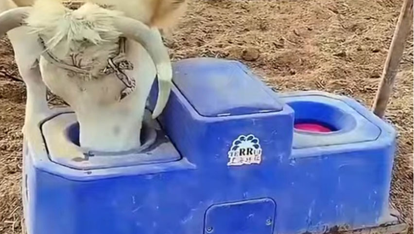 Creux d'eau de vache
