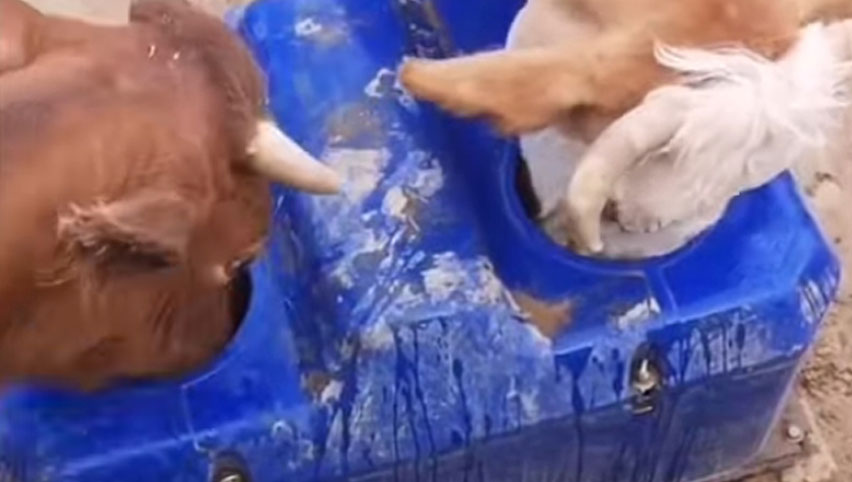 Trouges à eau pour bovins Terrui