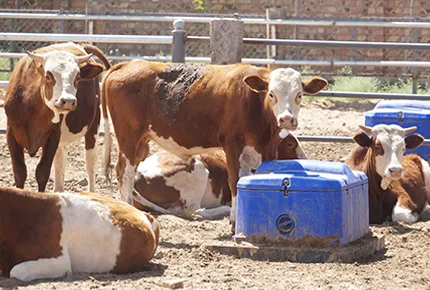 Le guide ultime pour sélectionner la fosse d'eau parfaite pour votre ranch
