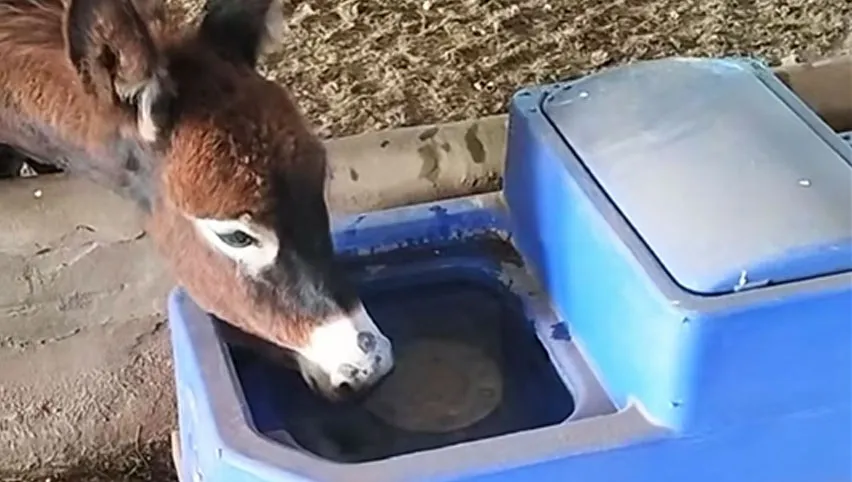 Abreuvoir pour bovins
