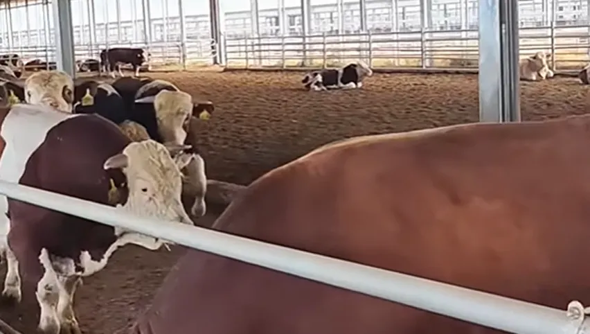 auge à vaches