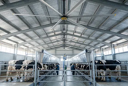 Pourquoi le ventilateur de plafond HVLS de 24 pieds révolutionne les étables laitières modernes