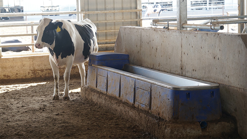 Impact-resistant polyethylene cow automatic drinker with offset feet design for stable barn installation. Impact-resistant polyethylene cow automatic drinker with offset feet design for stable barn installation.