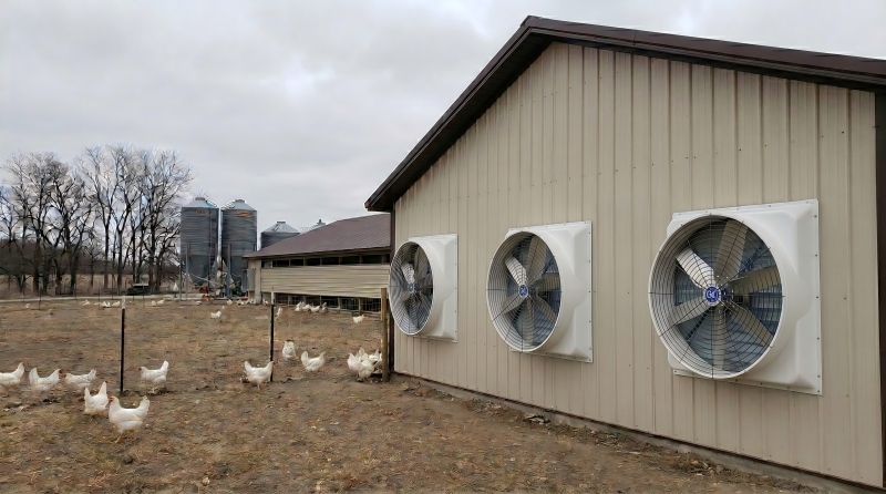 poultry1.jpg poultry1.jpg