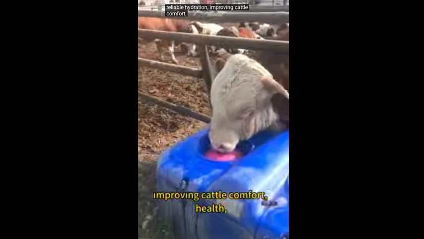 Abreuvoir automatique pour vaches