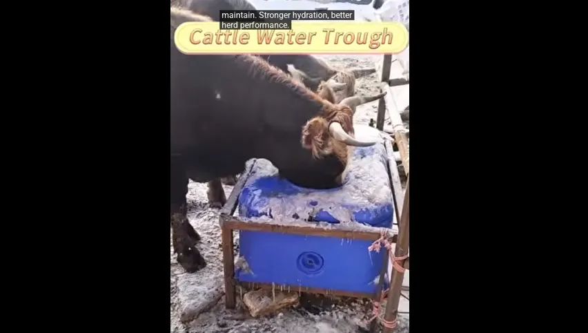Abri pour vaches à vendre