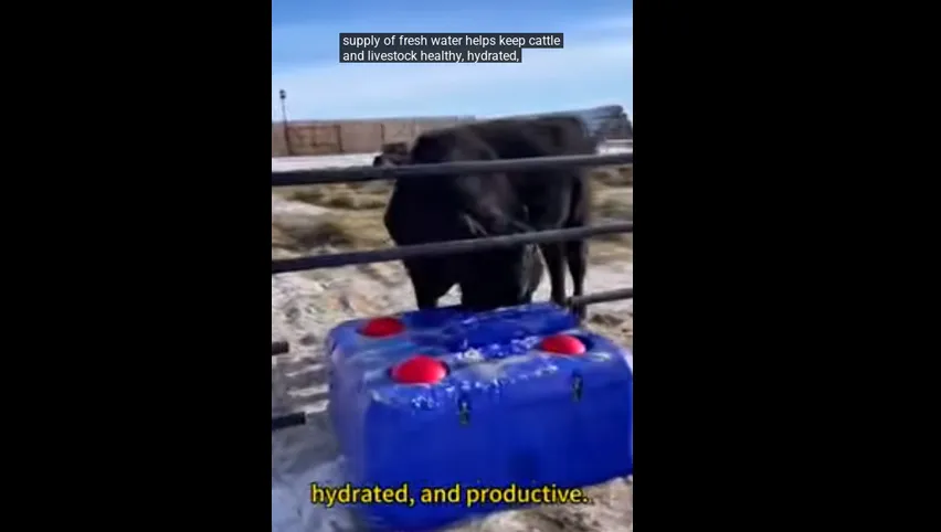 Seau d'allaitement pour veau