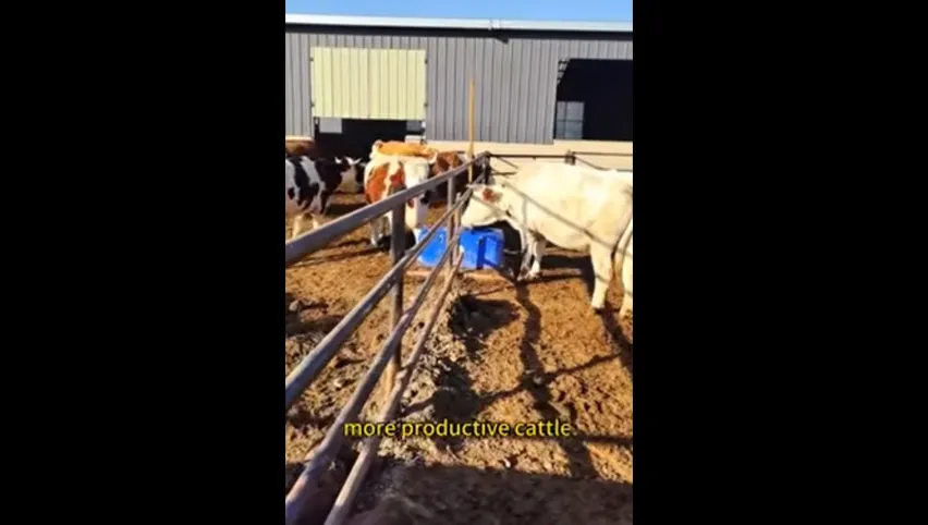 Bol à boire pour vaches