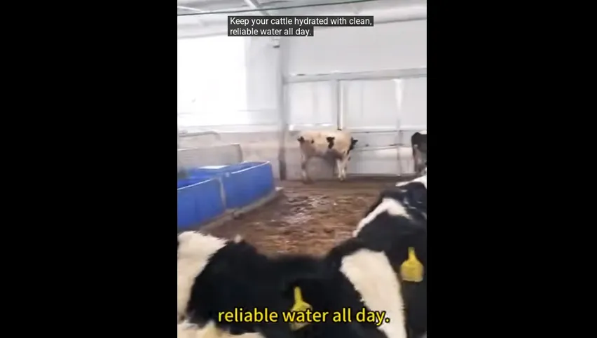 Immobilisateur pour vaches