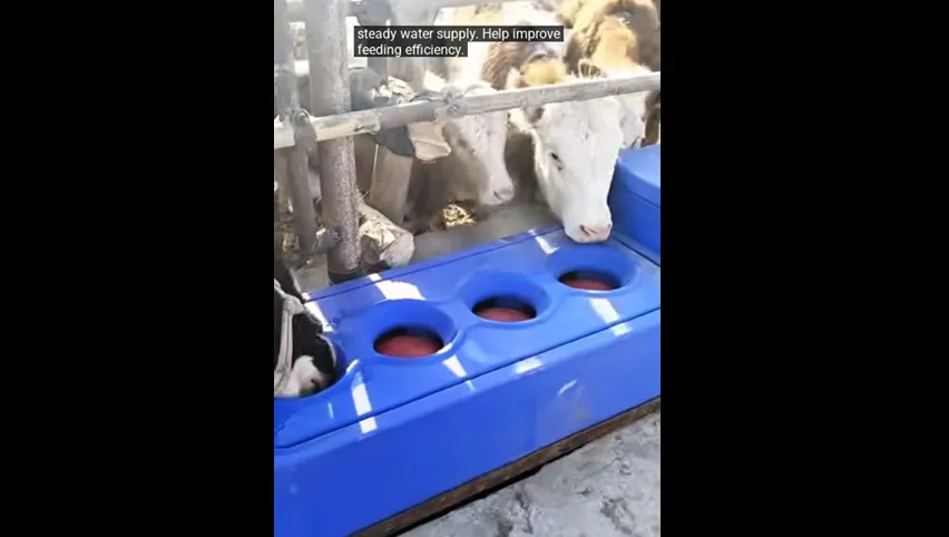 Abreuvoir chauffé pour chèvres
