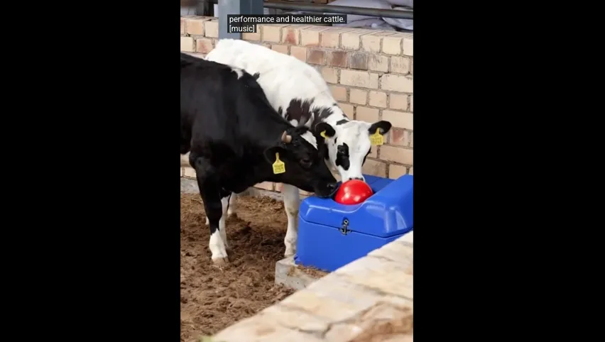 Bol à eau pour bovins
