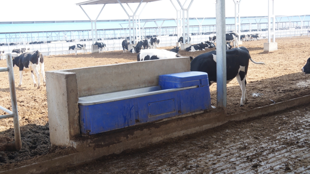 Abreuvoir isolé à panneau en acier inoxydable 304 de qualité alimentaire Terrui avec boîtier en PE isolé pour une hygiène optimale du troupeau laitier.
