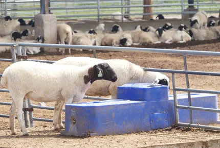 1.7m de portée linéaire spécifique et cinétique d'hydratation du troupeau : une approche technique des systèmes d'hydratation ovine automatisés