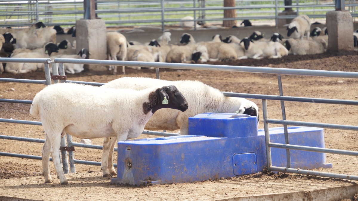 Abreuvoir automatique pour moutons Terrui 1,7m (5,1 pi) optimisé pour la cinétique d'hydratation du troupeau avec polyéthylène rotomoulé et robinet à flotteur. Abreuvoir automatique pour moutons Terrui 1,7m (5,1 pi) optimisé pour la cinétique d'hydratation du troupeau avec polyéthylène rotomoulé et robinet à flotteur.