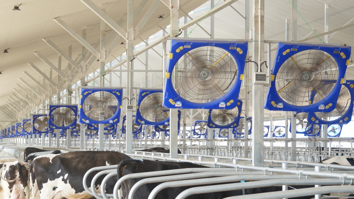 Ventilateur de circulation Terrui 38 pouces avec moteur 115-A pour le microclimat et le contrôle de l'ammoniac dans les niches à veaux.