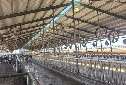 Le ROI silencieux de la ventilation à basse vitesse : comment un fonctionnement à 480 tr/min préserve les heures de repos des vaches